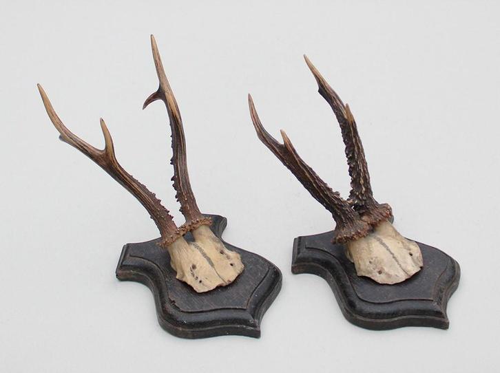 2 x antiek REE GEWEI  op eikenhouten schild  - rond 1925, Verzamelen, Dierenverzamelingen, Gebruikt, Gewei of Kop, Hert, Ophalen of Verzenden