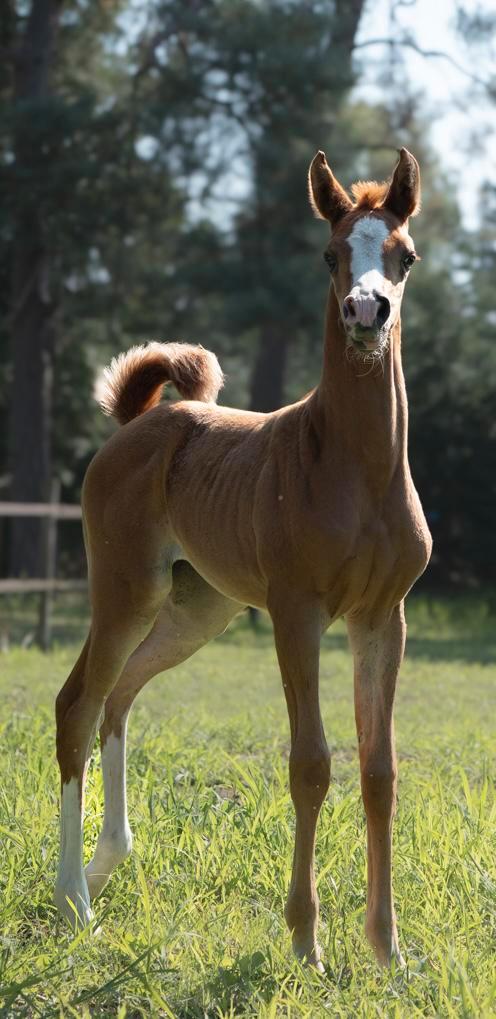 Arabisch volbloed merrieveulen, Dieren en Toebehoren, Paarden, Merrie, Niet van toepassing, 0 tot 2 jaar, Met stamboom
