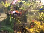 Gyppy,s te verkrijgen.15 tal stuks voor 15€, Animaux & Accessoires, Poissons | Poissons d'aquarium, Poisson, Poisson d'eau douce