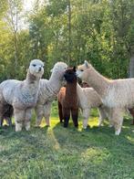 Alpaca hengsten, Dieren en Toebehoren
