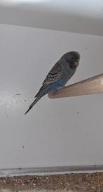 Grasparkiet, Dieren en Toebehoren, Vogels | Parkieten en Papegaaien, Vrouwelijk, Parkiet, Geringd