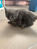 Brits kittens, Plusieurs animaux, Avec pedigree, 0 à 2 ans