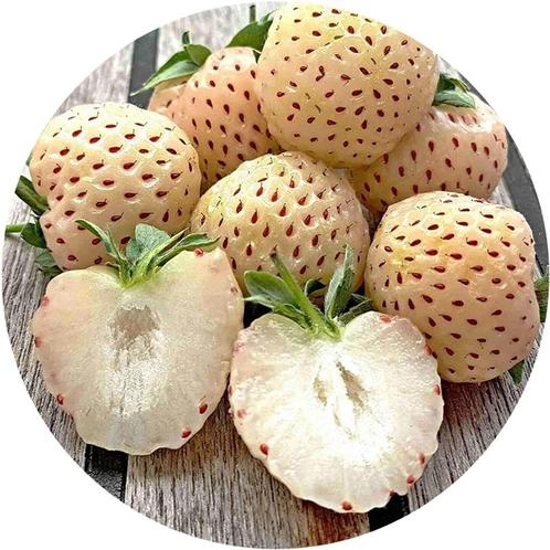 Witte aardbeien heerlijke aromatisch en sappige vruchten, Jardin & Terrasse, Plantes | Arbres fruitiers, Autres espèces, Moins de 100 cm