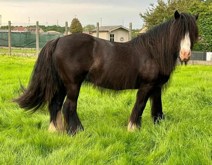Tinker merrie, Dieren en Toebehoren, Paarden, Merrie