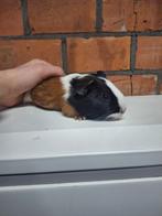 Jonge cavias, beertjes en zeugjes, handtam, driekleur, Novembre, Cobaye, Domestique