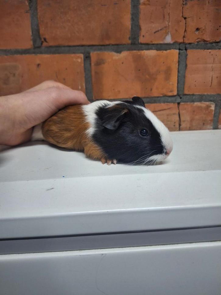 Jonge cavias, beertjes en zeugjes, handtam, driekleur, Animaux & Accessoires, Rongeurs, Cobaye, Novembre, Domestique