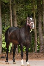 Mooie drachtige quarter merrie met goed reiningbloed, Dieren en Toebehoren, Paarden, Hengst, Zadelmak