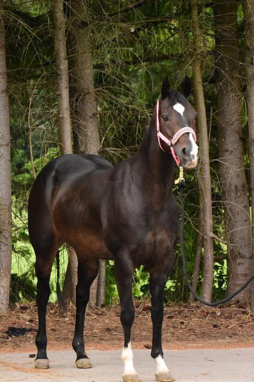 Mooie drachtige quarter merrie met goed reiningbloed, Dieren en Toebehoren, Paarden, Hengst, Zadelmak