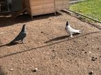 jonge duiven  40euro, Animaux & Accessoires, Oiseaux | Pigeons