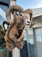 Taxidermie moeflon, Ophalen of Verzenden