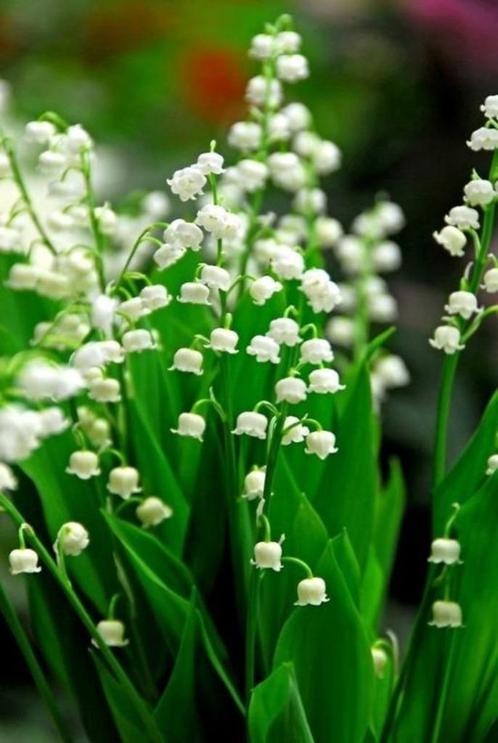 Meiklokjes € 10 voor 20 stuks, Jardin & Terrasse, Plantes | Jardin, Plante fixe, Couvre-sol, Mi-ombre, Printemps, Enlèvement ou Envoi