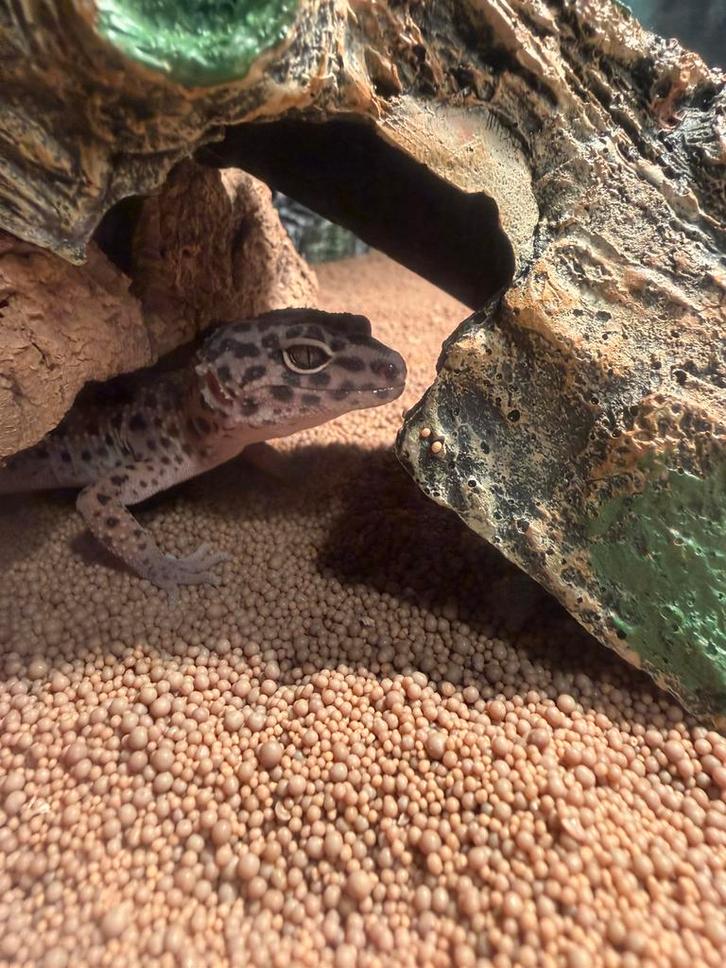 Luipaardgekko + terrarium met alle toebehoren, Dieren en Toebehoren, Reptielen en Amfibieën | Toebehoren, Zo goed als nieuw, Verlichting
