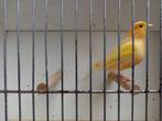 Kanarie man 12€, Dieren en Toebehoren, Vogels | Kanaries