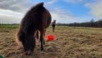 Opfok / weide  veulen/jaarling hengst of ruin, Dieren en Toebehoren, Opfok, 1 paard of pony