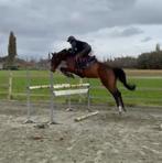 Mooie 7-jarige merrie Springen 1m20-1m25, Dieren en Toebehoren, Paarden, Merrie, Springpaard, M, Gechipt