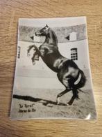 Asbak of vide poche steigerend paard Le Tyrol Haras du pin, Antiek en Kunst, Ophalen of Verzenden