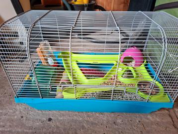 Rusiche dwerg hamsters gratis, Avril, Femelle