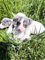 Jack russell pups, Dieren en Toebehoren, Honden | Jack Russells en Terriërs, België, Jack Russell Terriër, CDV (hondenziekte)