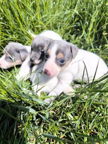 Jack russell pups  beschikbaar voor biedingen