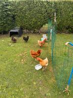 5 kippen, Dieren en Toebehoren, Pluimvee, Vrouwelijk, Kip