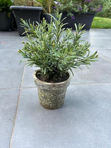 Kleine kunstplant voor binnenshuis beschikbaar voor biedingen