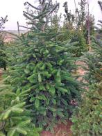 Kerstbomen (Nordmann,  blauwspar en fijnspar, Ophalen, Nieuw