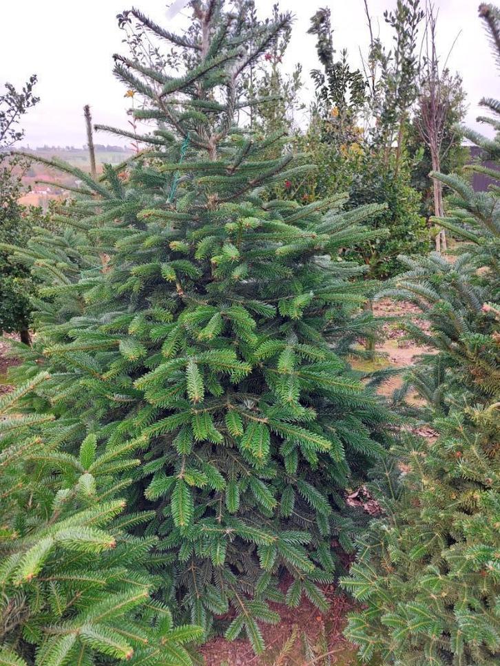 Kerstbomen (Nordmann,  blauwspar en fijnspar, Diversen, Kerst, Nieuw, Ophalen