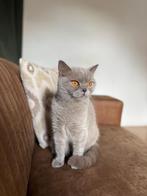 Britse korthaar Poes, Dieren en Toebehoren, Katten en Kittens | Raskatten | Korthaar, Poes, Gechipt, 0 tot 2 jaar