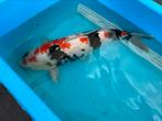 Koi Showa 65cm kweker ISA, Dieren en Toebehoren, Vissen | Vijvervissen