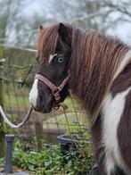 Jument AMHA/NMPRS, Jument, Ne s'applique pas, Poney A (jusqu'à 1.17 m), Vermifugé