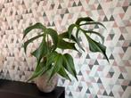 Monstera Burle Marx flame, Huis en Inrichting, Kamerplanten, 100 tot 150 cm, Overige soorten, Groene kamerplant, Halfschaduw