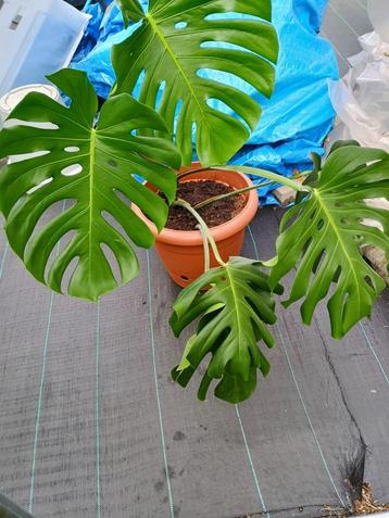 Monstera met Pot (40cm) beschikbaar voor biedingen