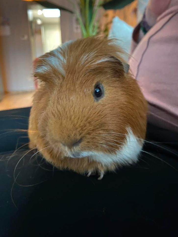 Cavia te geef, Dieren en Toebehoren, Knaagdieren, Mannelijk, Cavia, September, Tam