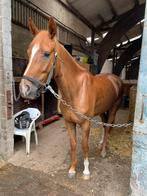4 Jarige KWPN merrie, Dieren en Toebehoren, Paarden, Merrie, Dressuurpaard, Met stamboom, 3 tot 6 jaar