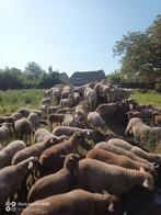 Ramlammeren, Dieren en Toebehoren, Schapen, Geiten en Varkens