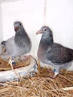 Koppel jongen !!!2026 !!!, Dieren en Toebehoren, Vogels | Duiven