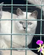 Britse korthaar herplaatsen, Dieren en Toebehoren, Katten en Kittens | Raskatten | Korthaar, Meerdere dieren, Gechipt, 6 jaar of ouder