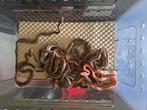 Reptielen, Dieren en Toebehoren, Reptielen en Amfibieën, Slang, 0 tot 2 jaar