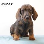 Teckel Ruwharige pups te koop, Dieren en Toebehoren, 15 weken tot 1 jaar, Handelaar, Buitenland, CDV (hondenziekte)