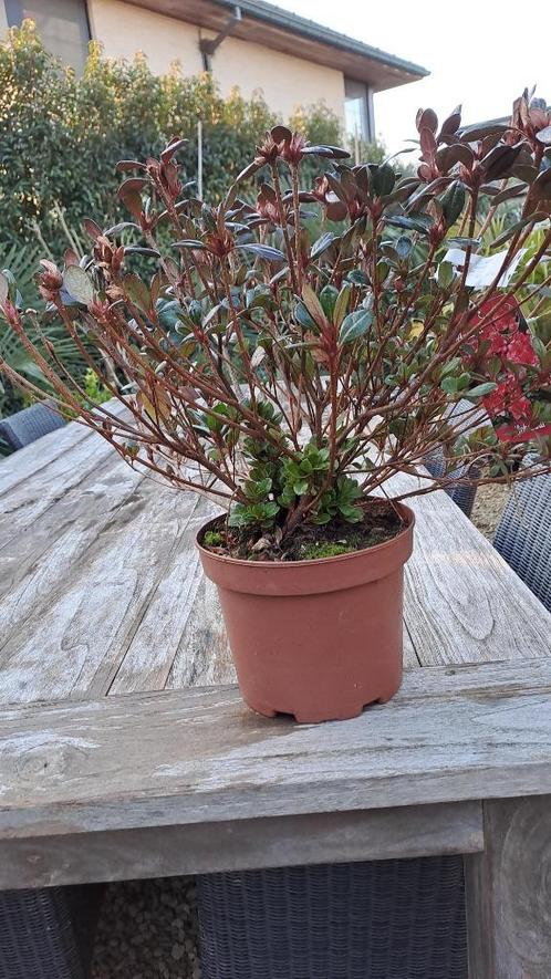 azalea, Tuin en Terras, Planten | Tuinplanten, Vaste plant, Halfschaduw, Lente, Ophalen