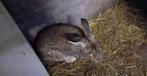 Vlaamse reus koppel, Dieren en Toebehoren, Konijnen, Meerdere dieren, Groot, 0 tot 2 jaar