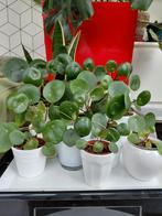 Pannekoekenplantjes met pot LAATSTE MAAND, Ophalen