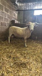 Wiltshire horn dekbok, Dieren en Toebehoren, Schapen, Geiten en Varkens, Mannelijk, Schaap, 0 tot 2 jaar