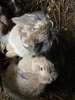 2 gratis konijntjes, Dieren en Toebehoren