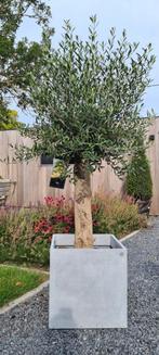 Olijfboom Olea Europaea, Ophalen