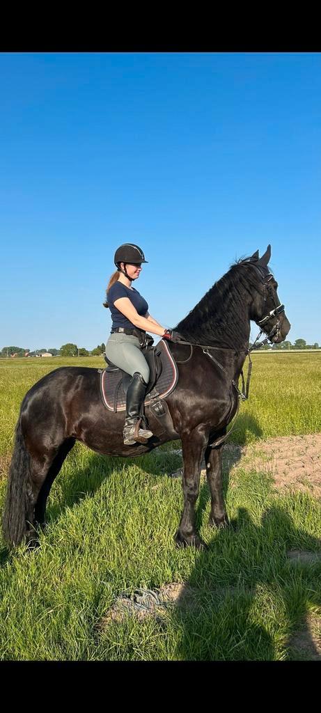 Halve stal gezocht, Dieren en Toebehoren, Paarden, Merrie