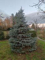 Kerstboom, Tuin en Terras, Ophalen, Overige soorten, 250 tot 400 cm