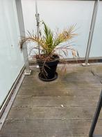 Bloempotten, Tuin en Terras, Ophalen, Gebruikt