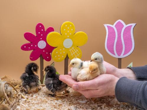 Cochin kriel kuikens hennetjes gesekst, ingeënt, veel kleur, Dieren en Toebehoren, Pluimvee, Kip, Vrouwelijk