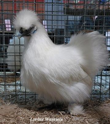 Poule soie naine non barbu beschikbaar voor biedingen
